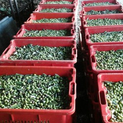 CASSETTA AGRICOLA TRAFORATA IN PVC