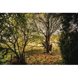 SVETTATOIO TELESCOPICO FISKARS UPX86