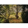 SVETTATOIO TELESCOPICO FISKARS UPX86 ASTA 240/400 CM TAGLIO 32 MM + SEGHETTO