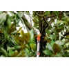 SEGHETTO STOCKER SIRKOS 330 TC CON MANICO TELESCOPICO 225-380 CM