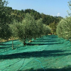 TELO RETE RACCOLTA OLIVE ROTOLO 6X50 MT 85 GR/MQ ANTISPINA ANTISTISTRAPPO