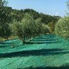 TELO RETE RACCOLTA OLIVE ROTOLO 6X50 MT 85 GR/MQ ANTISPINA ANTISTISTRAPPO