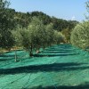 TELO RACCOLTA OLIVE ROTOLO 8X50 METRI 85 GR/MQ ANTISPINA ANTISTRAPPO
