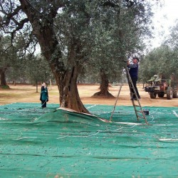RETE TELO RACCOLTA OLIVE 4X8 85 GR/MQ