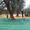 RETE TELO RACCOLTA OLIVE 4X8 85 GR/MQ ANTISPINA TIPO PUGLIESE SENZA APERTURA